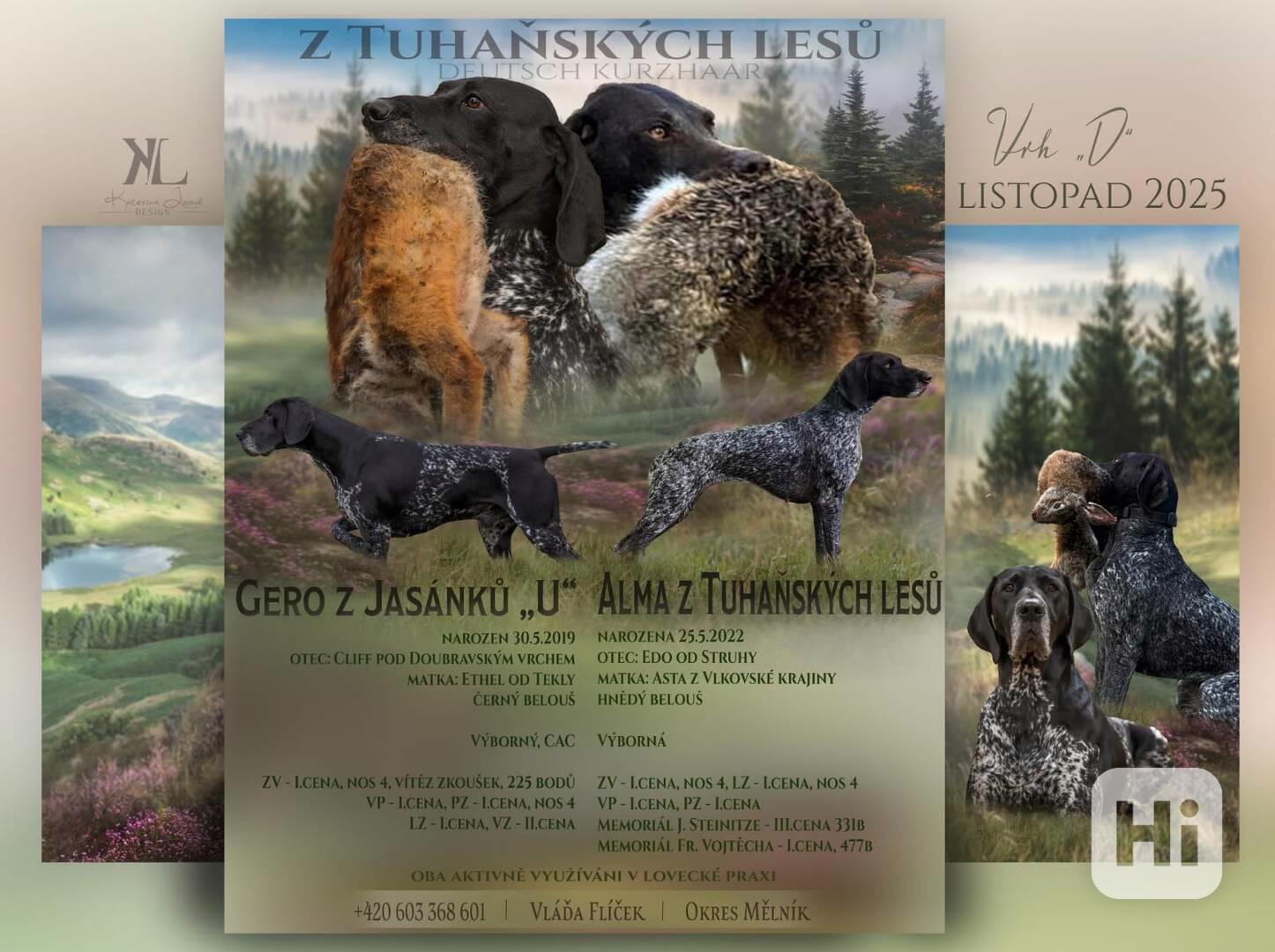 rezervace štěňátek - foto 1