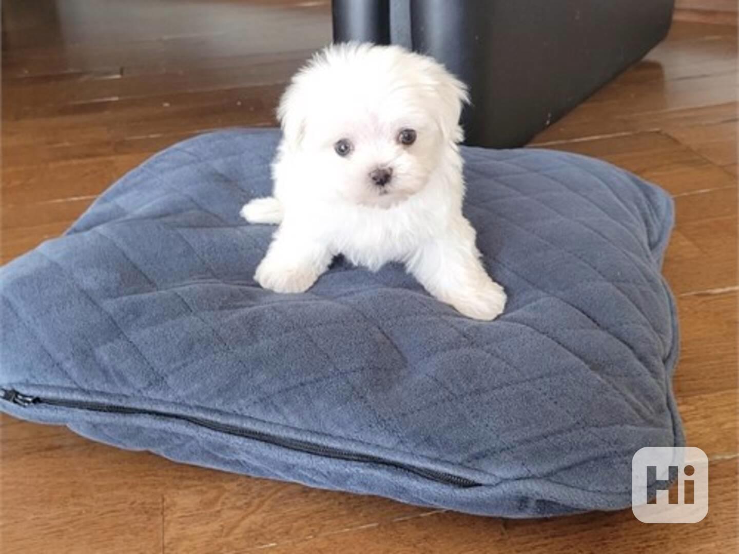 Tiny Teacup Maltese  - foto 1