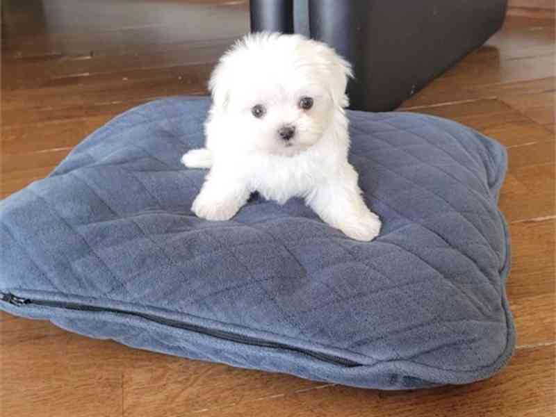 Tiny Teacup Maltese 