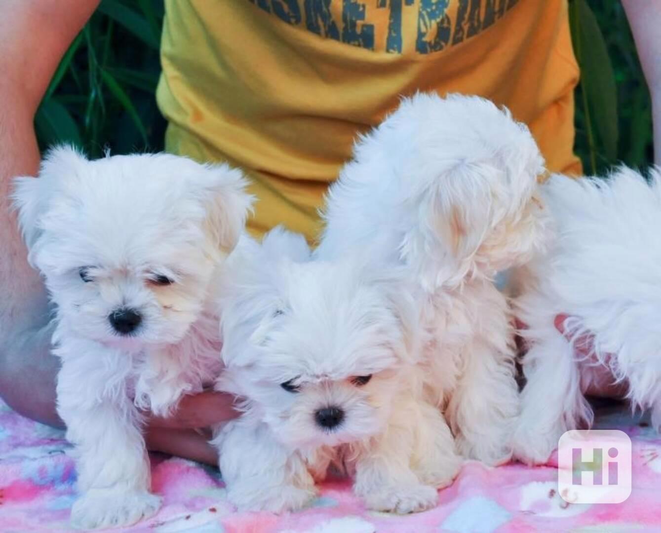 Roztomilá štěňátka maltézského psíka k odběru - foto 1