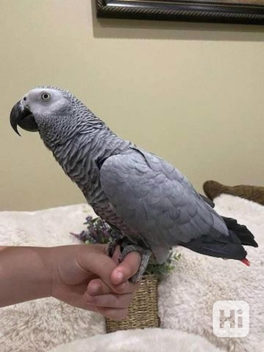 Mládě papouška šedého - foto 1