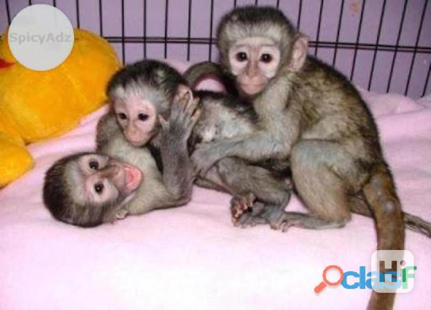 Socializované Kapucínské opice k adopci - foto 1