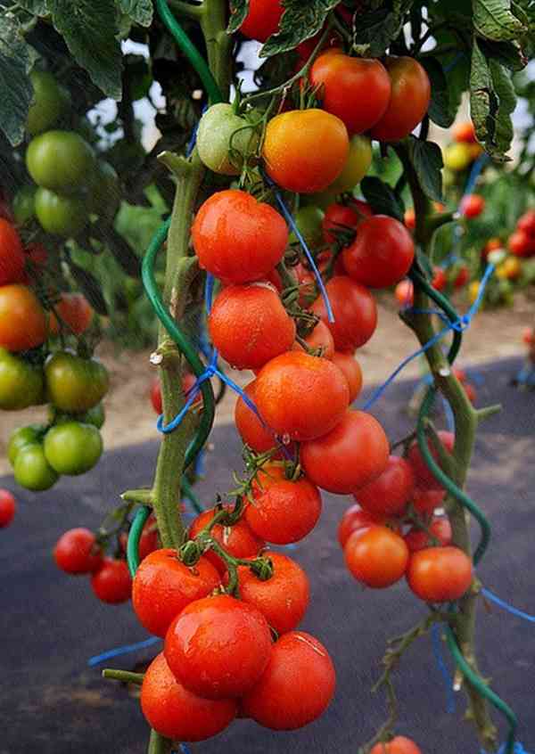 Rajče Orkado F1 - semena