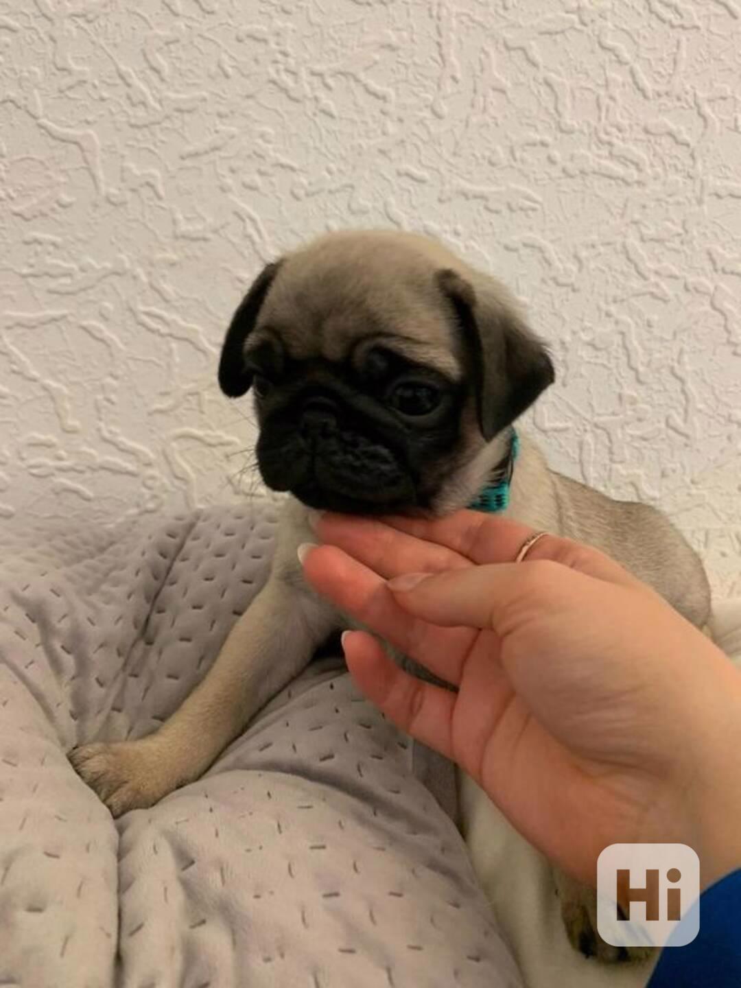 Mops štěňata bez PP - foto 1