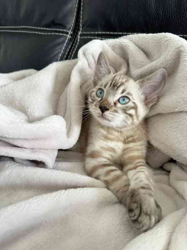 Bengálská kočka - kocourek s PP - foto 1