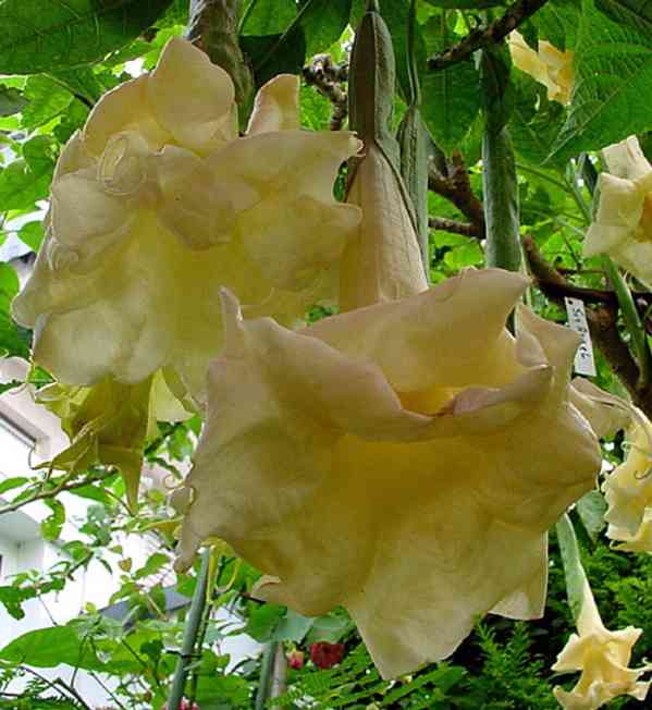 Řízek Brugmansia Sun Angel - Andělská trumpeta