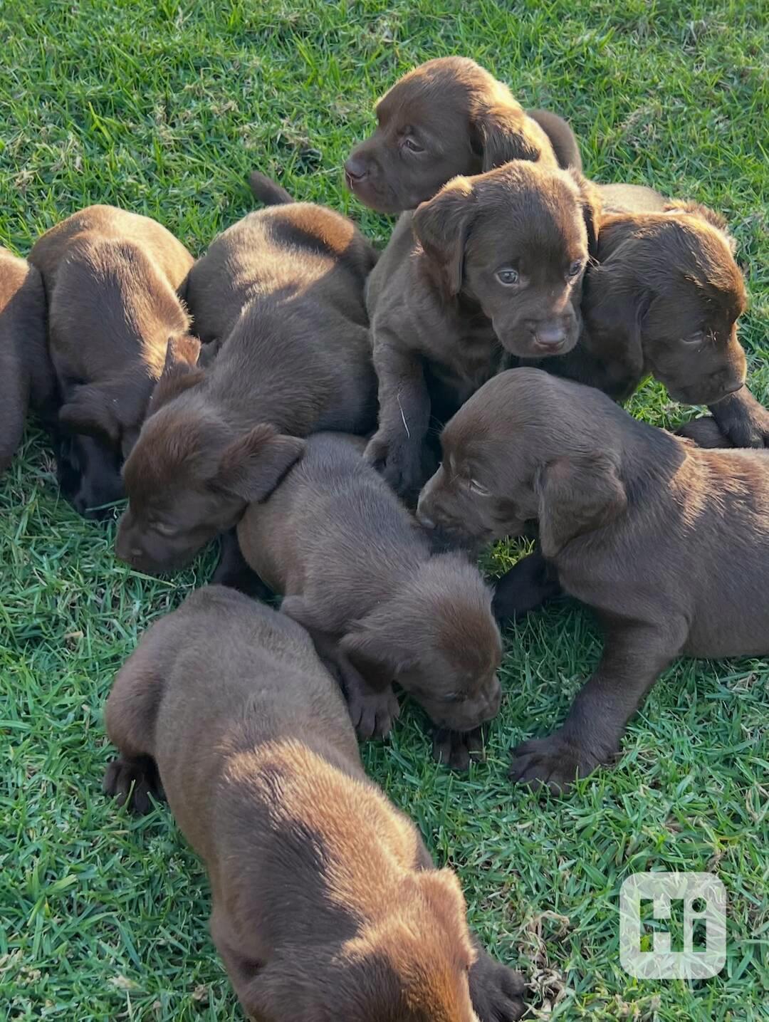 labrador na prodej. - foto 1