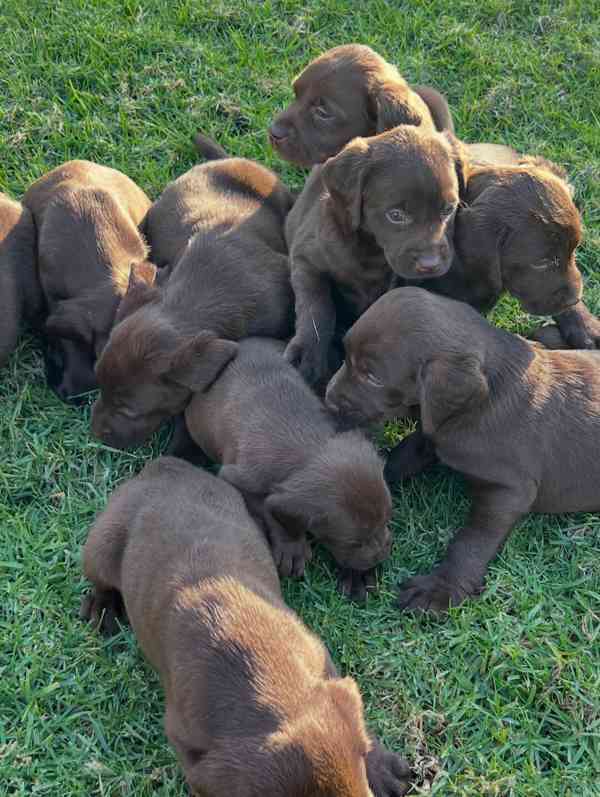 labrador na prodej. - foto 1