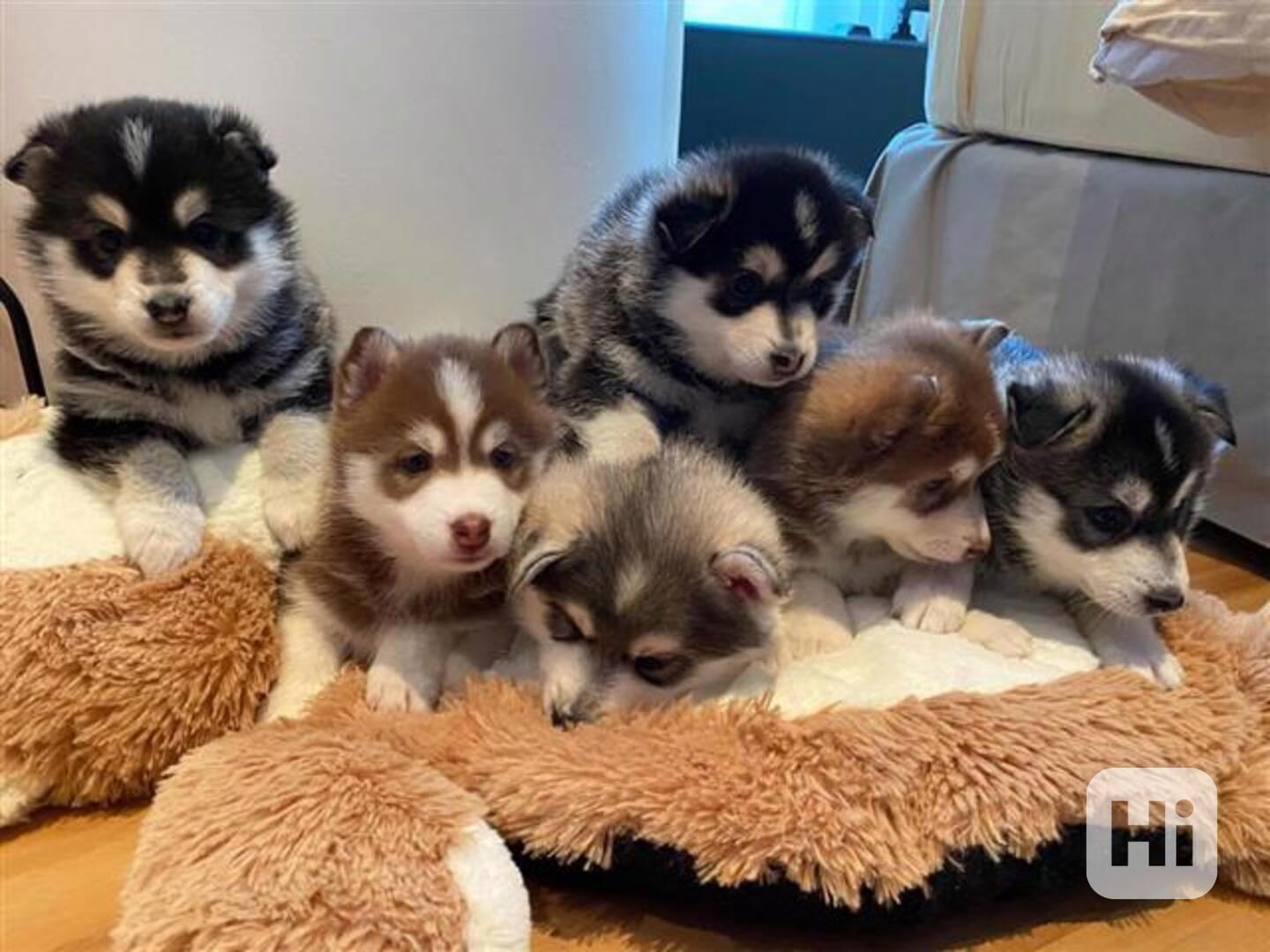 Štěňata huskyho připravená do nového domova - foto 1