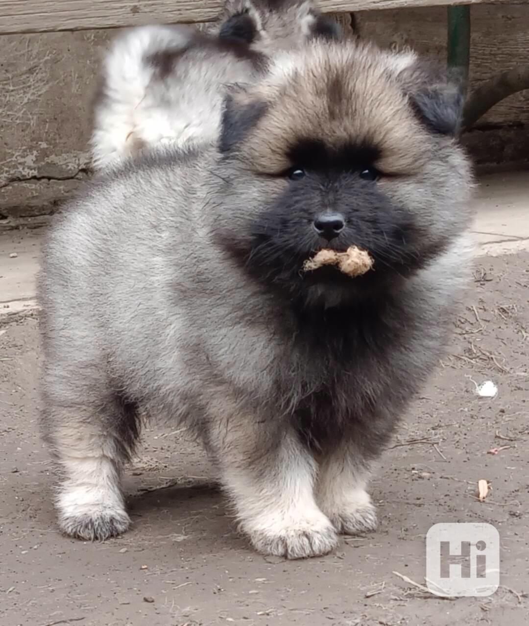 Německý špic vlčí / keeshond prodám štěňata s PP - foto 1