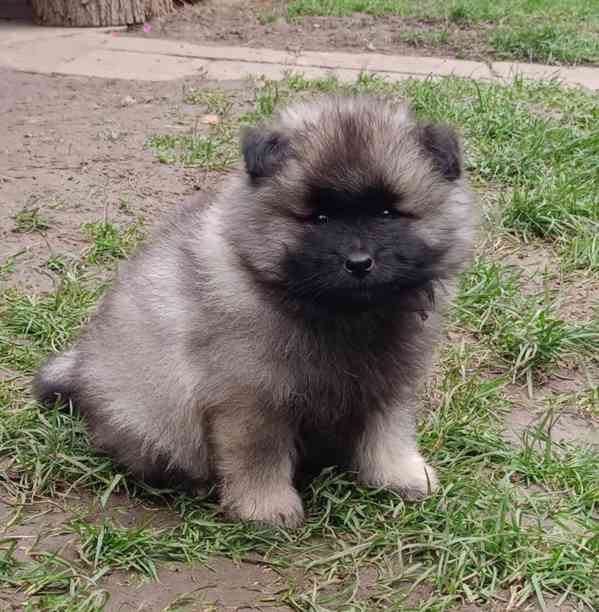 Německý špic vlčí / keeshond prodám štěňata s PP - foto 2
