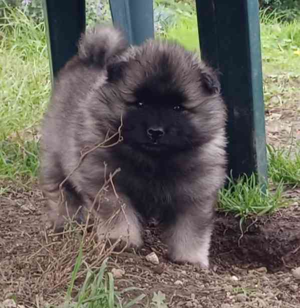 Německý špic vlčí / keeshond prodám štěňata s PP - foto 19