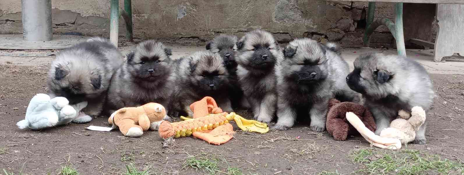 Německý špic vlčí / keeshond prodám štěňata s PP - foto 14