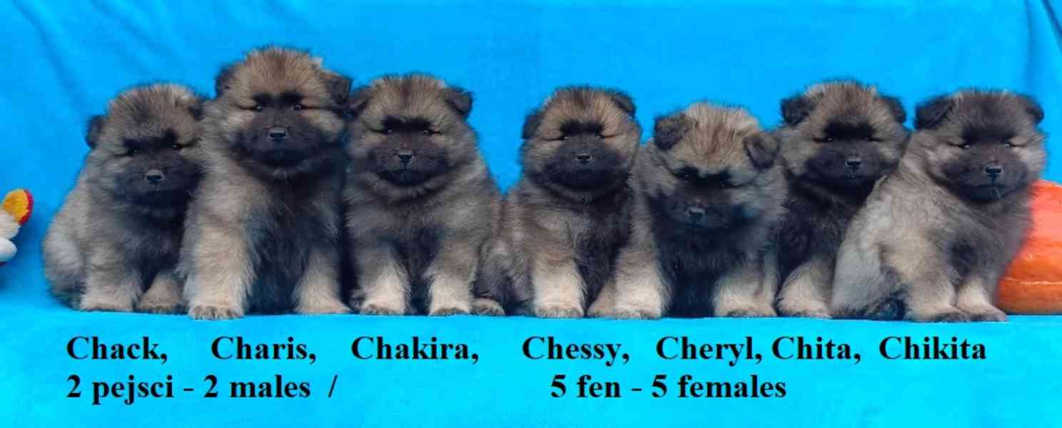 Německý špic vlčí / keeshond prodám štěňata s PP - foto 4