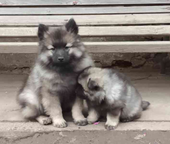 Německý špic vlčí / keeshond prodám štěňata s PP - foto 20