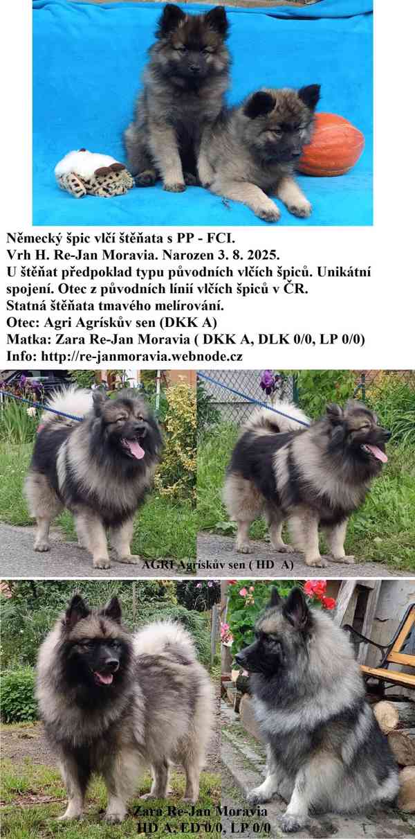 Německý špic vlčí / keeshond prodám štěňata s PP - foto 11