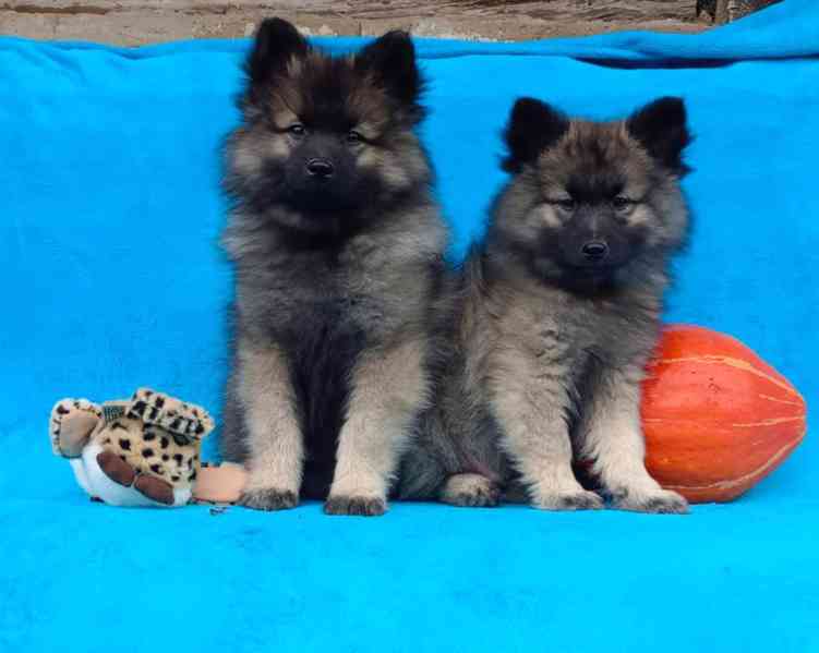 Německý špic vlčí / keeshond prodám štěňata s PP - foto 12