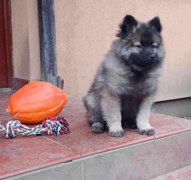 Německý špic vlčí / keeshond prodám štěňata s PP - foto 10