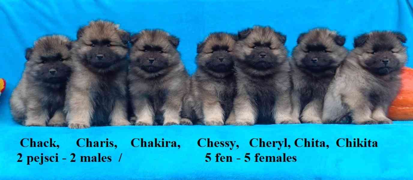 Německý špic vlčí / keeshond prodám štěňata s PP - foto 5