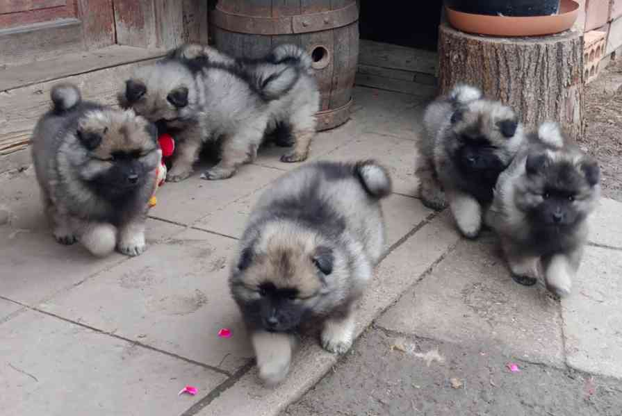 Německý špic vlčí / keeshond prodám štěňata s PP - foto 13
