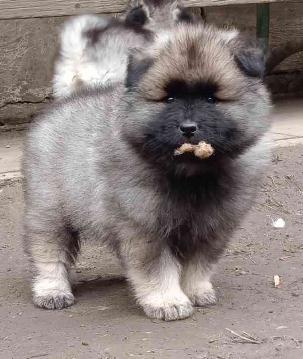 Německý špic vlčí / keeshond prodám štěňata s PP - foto 1