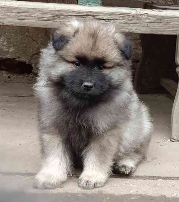 Německý špic vlčí / keeshond prodám štěňata s PP - foto 3