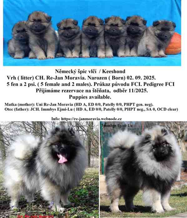 Německý špic vlčí / keeshond prodám štěňata s PP - foto 7