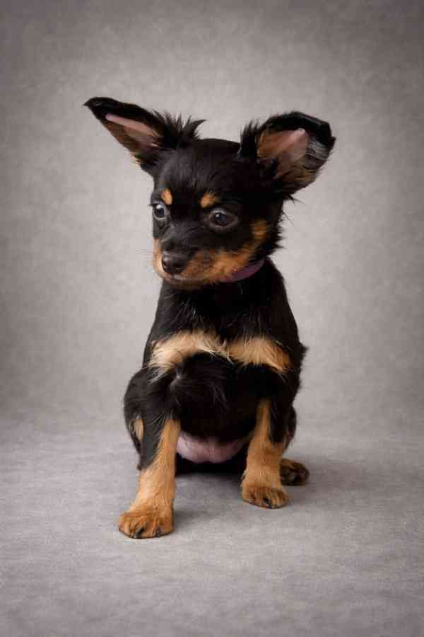 Ruský toy s PP - foto 2