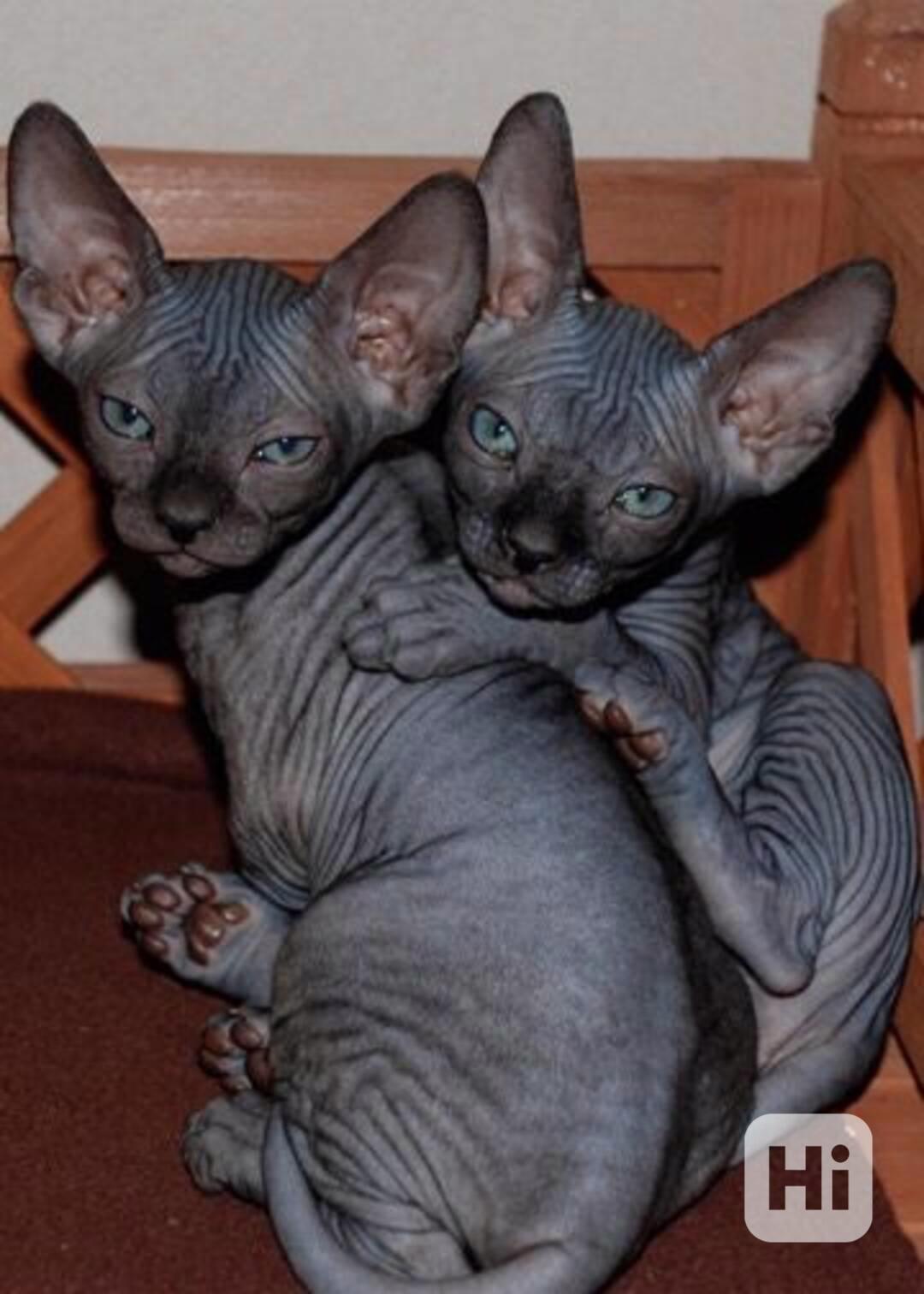 Krásná koťátka sphynxů - foto 1