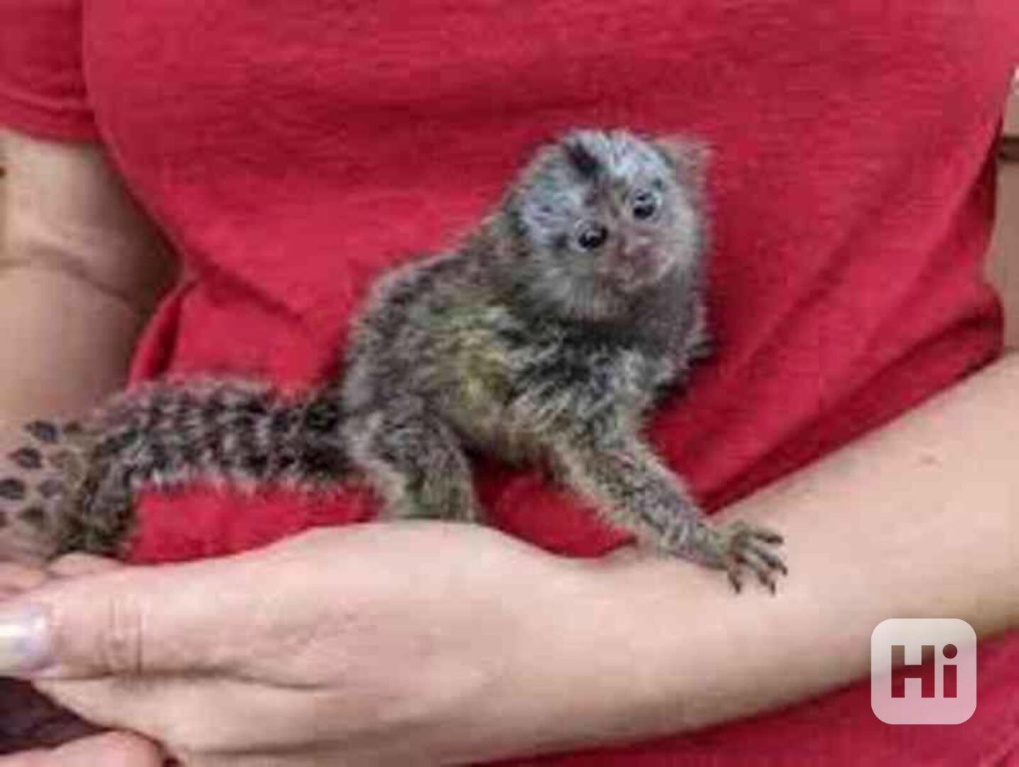 marmoset opice  k adopci - foto 1