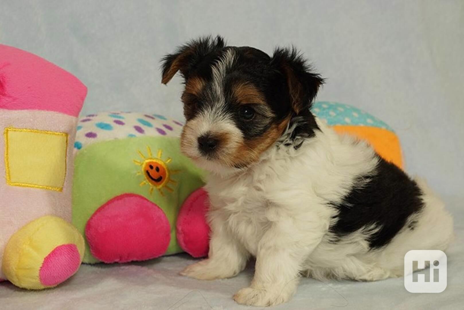 Krásní Biewer Yorkshire teriéři hledají své trvalé domovy - foto 1