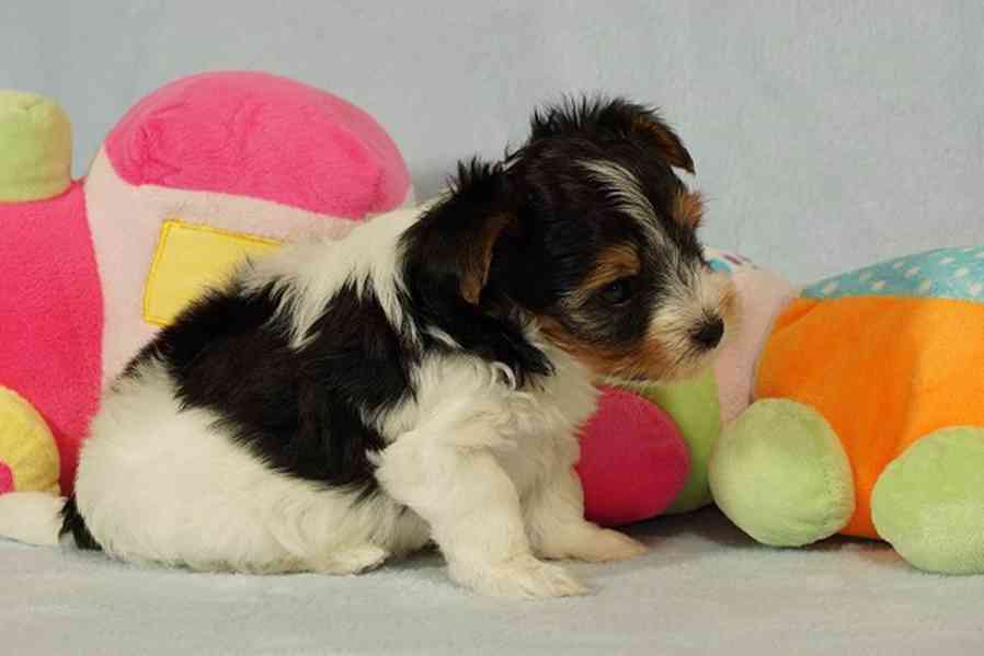 Krásní Biewer Yorkshire teriéři hledají své trvalé domovy - foto 3