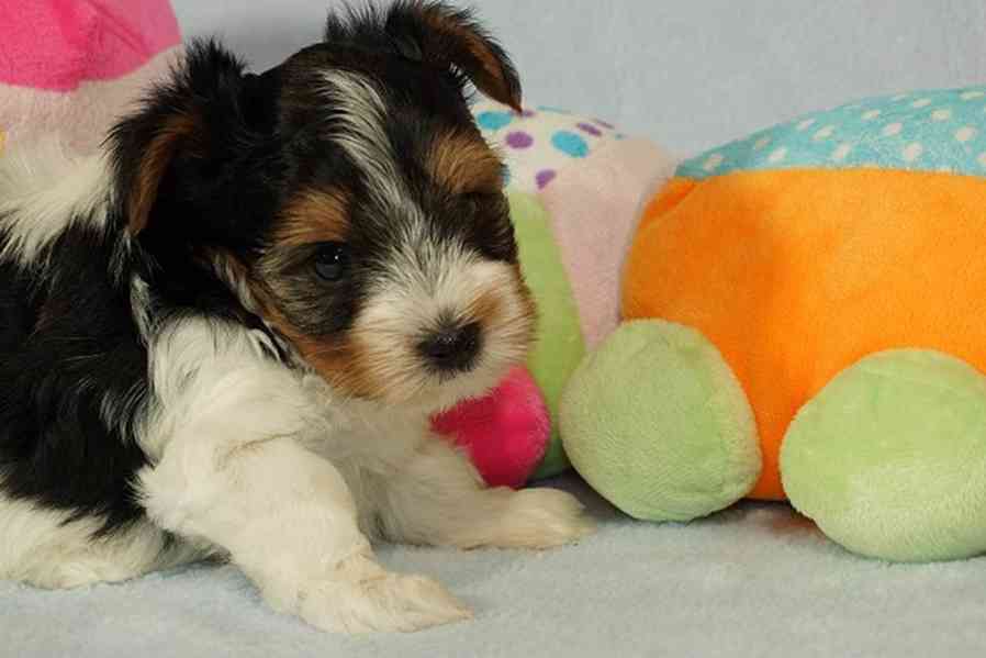 Krásní Biewer Yorkshire teriéři hledají své trvalé domovy - foto 5