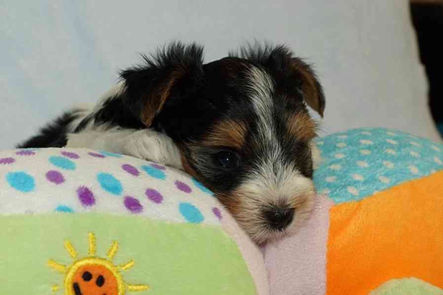 Krásní Biewer Yorkshire teriéři hledají své trvalé domovy - foto 6