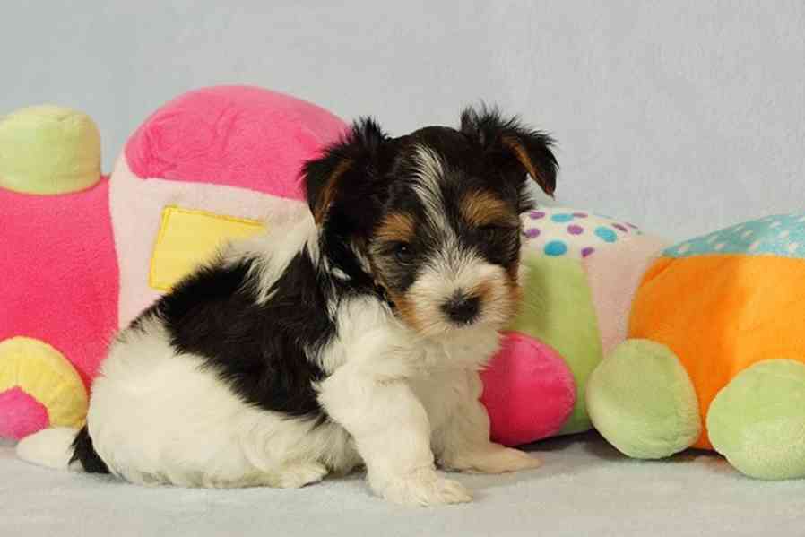 Krásní Biewer Yorkshire teriéři hledají své trvalé domovy - foto 4