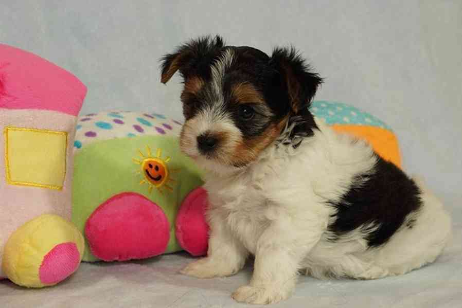 Krásní Biewer Yorkshire teriéři hledají své trvalé domovy - foto 1