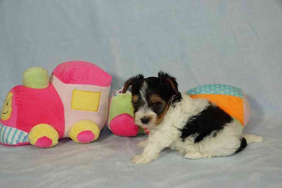 Krásní Biewer Yorkshire teriéři hledají své trvalé domovy - foto 2