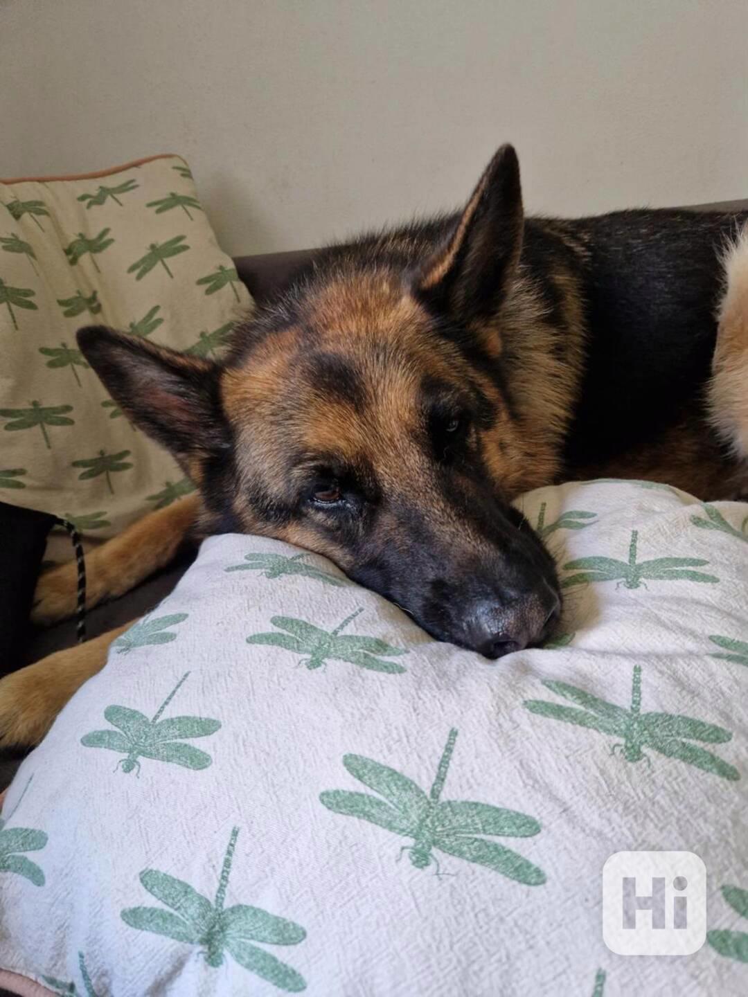 Hledá se nový domov pro ELIZABET - foto 1