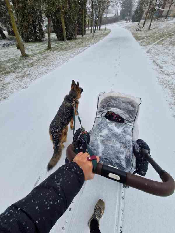 Hledá se nový domov pro ELIZABET - foto 3