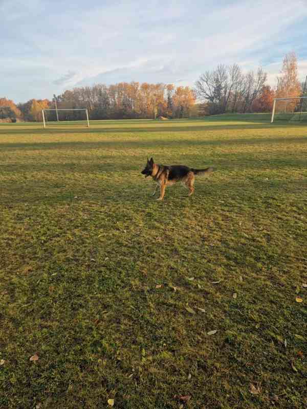 Hledá se nový domov pro ELIZABET - foto 4