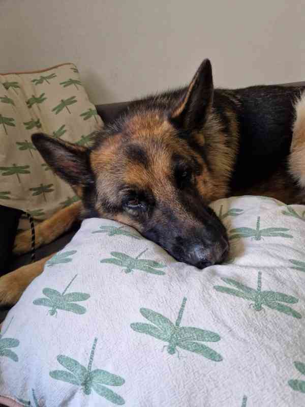 Hledá se nový domov pro ELIZABET