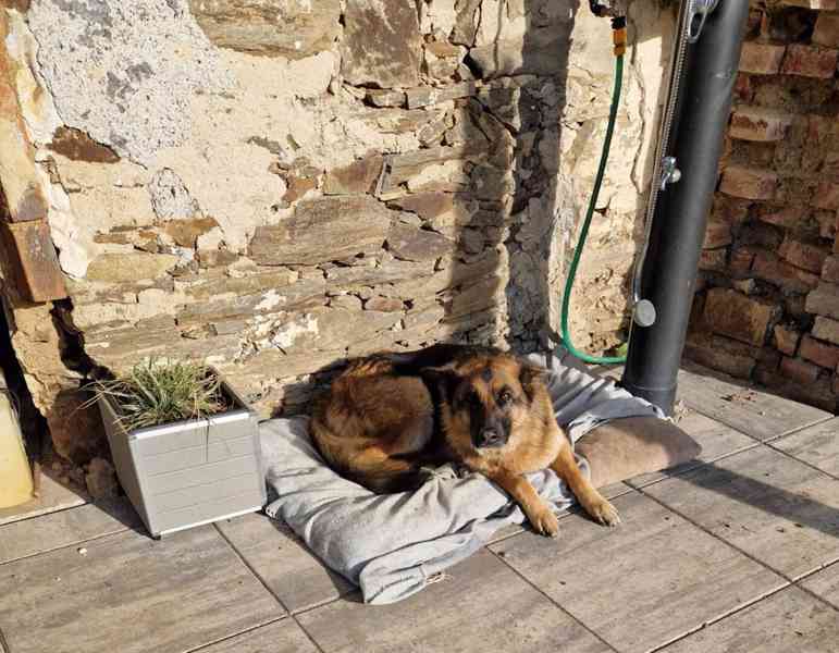 Hledá se nový domov pro ELIZABET - foto 5