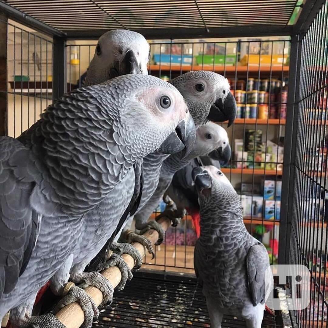 🦜✨ Krásní papoušci šedí - foto 1