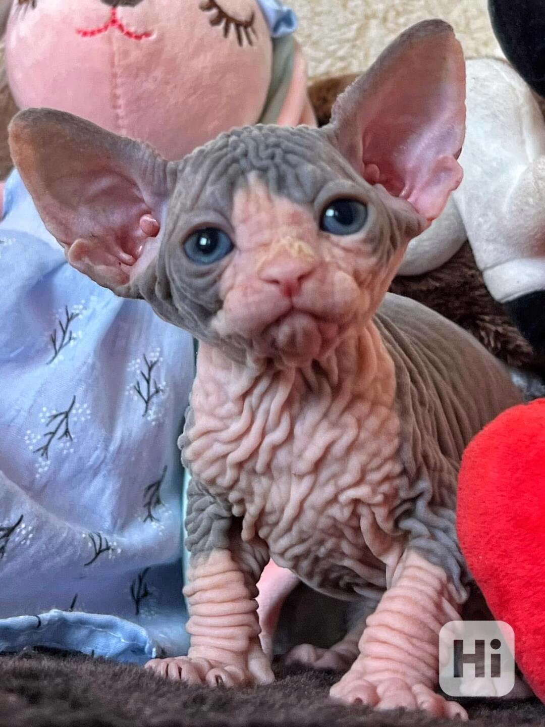 Koťata Kanadský Sphynx - foto 1