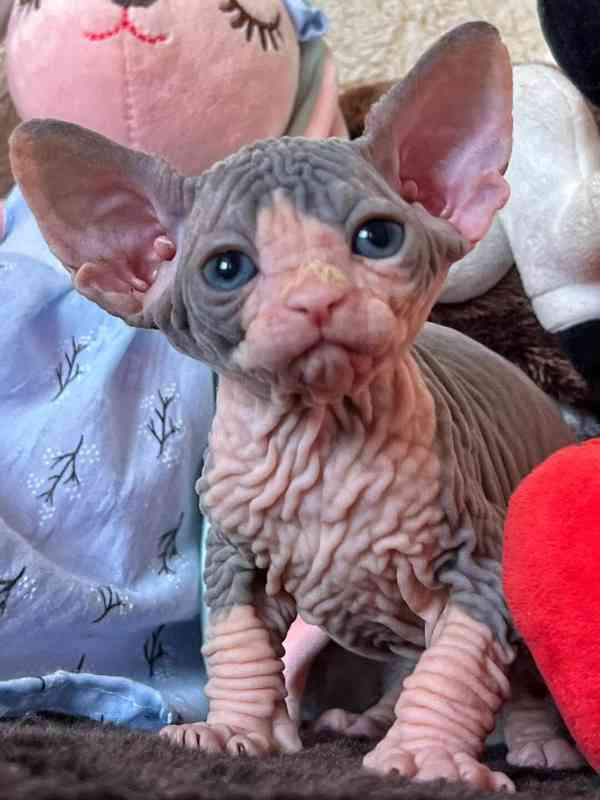Koťata Kanadský Sphynx