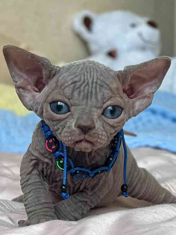 Koťata Kanadský Sphynx - foto 2