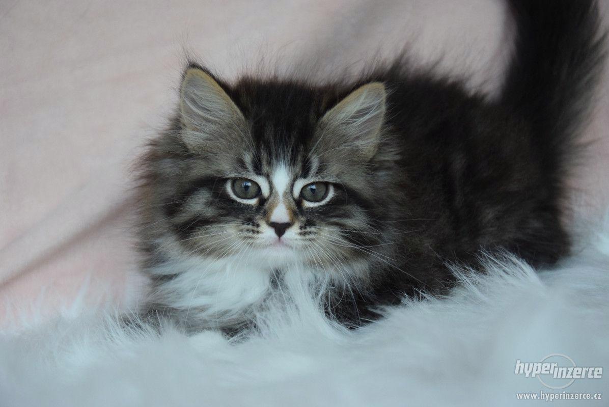 CHS zadá nádherná sibiřská koťátka - foto 1