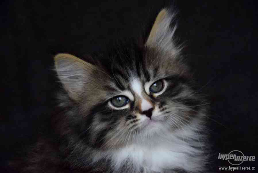 CHS zadá nádherná sibiřská koťátka - foto 2