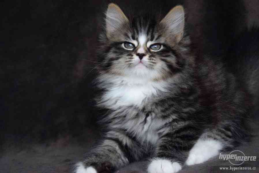 CHS zadá nádherná sibiřská koťátka - foto 3