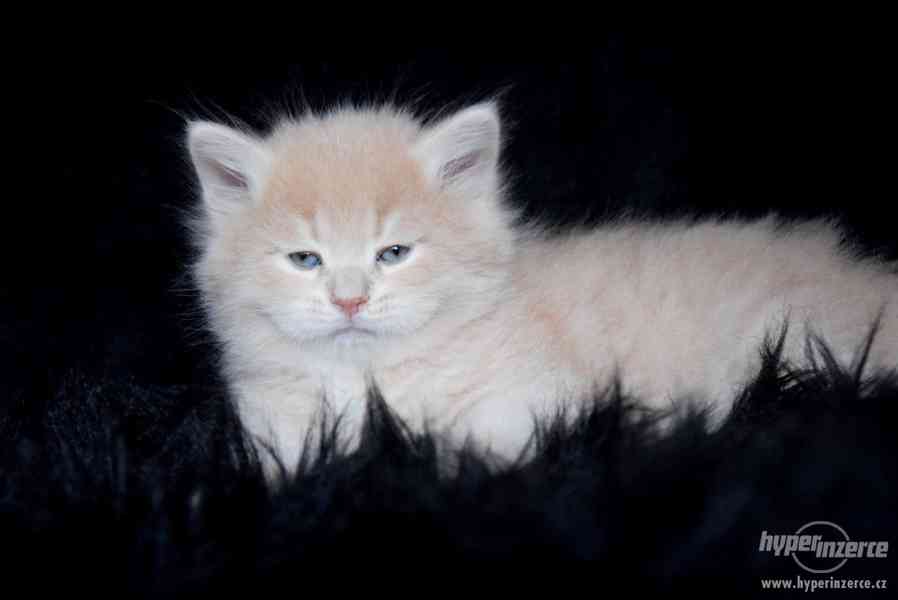 CHS zadá nádherná sibiřská koťátka - foto 4